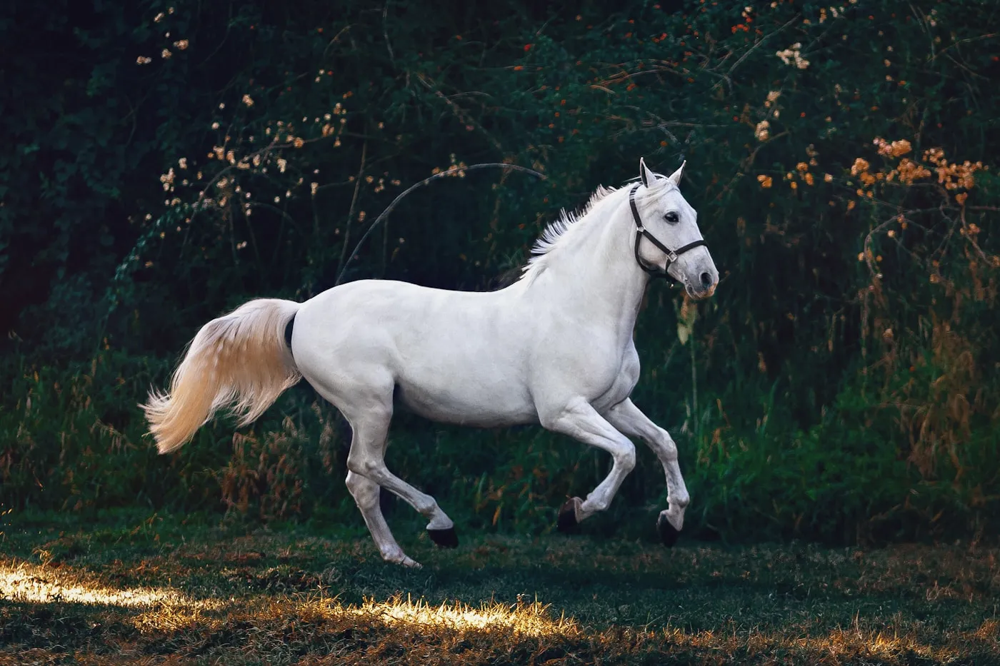 Caballo blanco en libertad entre árboles